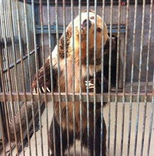 动物园里那些事儿 饲养员的日常趣闻