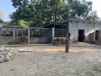 小斑马、小长角羚…北京动物园今年新添343只“小萌宠”，饲料生产如何支撑？