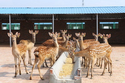 养鹿须知 鹿茸品质与饲料生产的真实关联