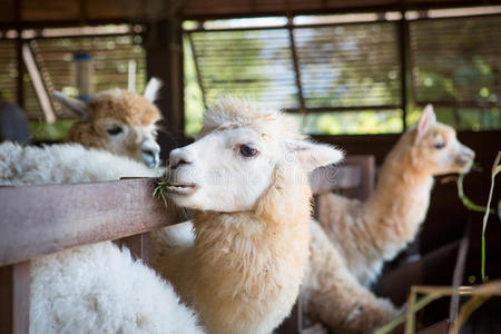 谷仓羊驼饲养指南 从环境到健康管理的全面解析