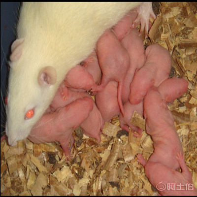 大白鼠乳鼠 爬宠黄金饲料的专业养殖与饲喂指南