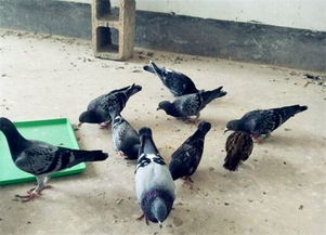 斑鸠的受保护状况与科学养殖指南