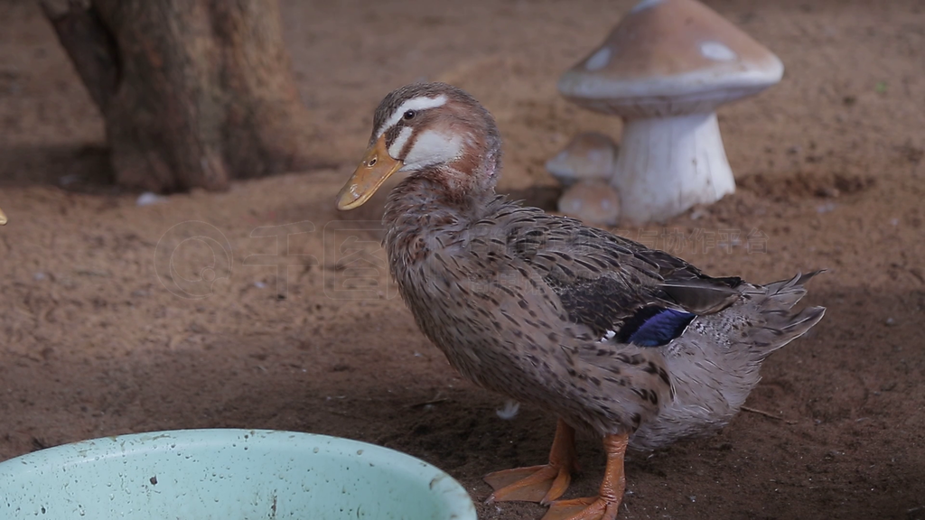 科学饲养鸭子与鹅 提升养殖效益的关键