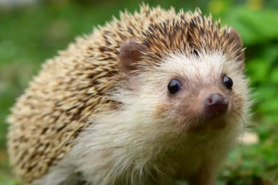 养刺猬的正确饲料选择与注意事项