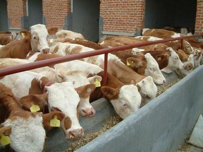 四川遂宁波尔山羊养殖场产品资料