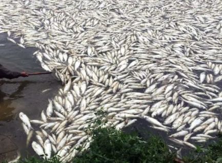 成也杀虫，败也杀虫 水产养殖中寄生虫重在预防