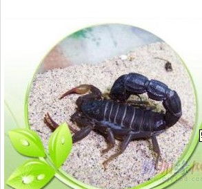 桓台蝎子养殖指南 价格、型号规格与饲养要点