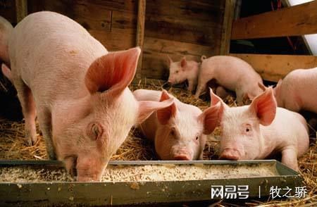 猪场保健养大于防、防大于治的科学理念解析