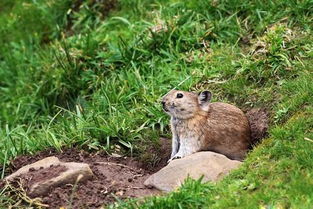 高原鼠兔与伊犁鼠兔 野生动物饲养的法律风险与生态保护
